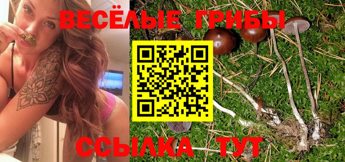 Галлюциногенные грибы Psilocybe Коломна